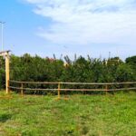 Magyarország első Miyawaki-minierdő konferenciáját rendezi meg a 10 millió Fa