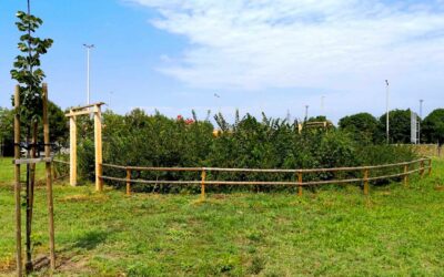 Magyarország első Miyawaki-minierdő konferenciáját rendezi meg a 10 millió Fa