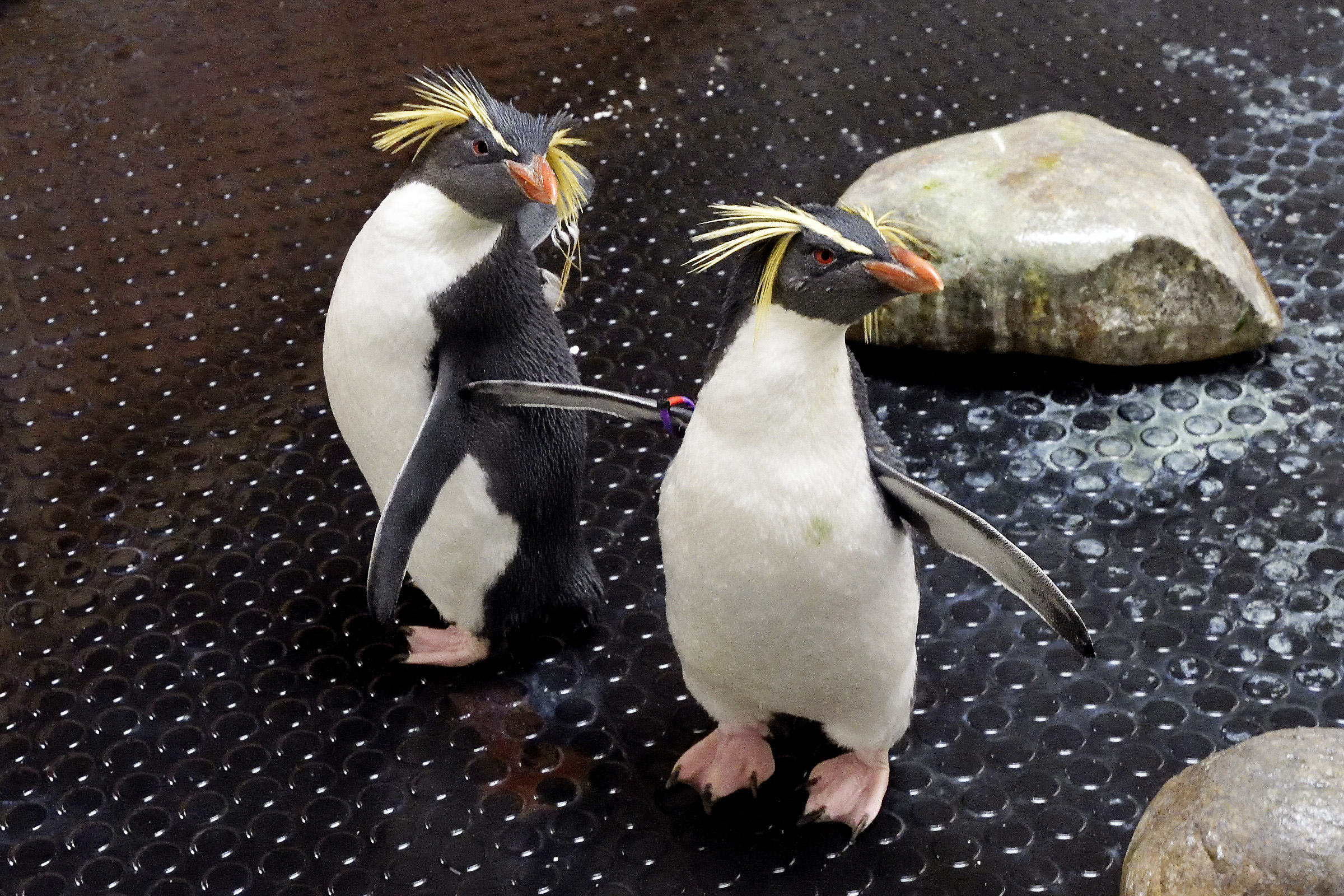 Bécsi happy end az ausztrál pingvineknek