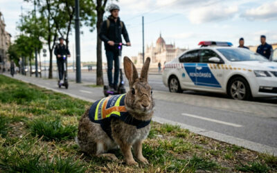 Rendörség ! Nyuszi az új kolléga !