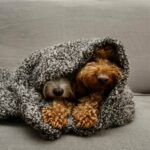 Így készüljünk az ünnepekre négylábú kedvencünkkel