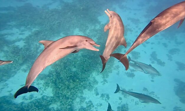 Egyiptom turizmusa lehet az iráni konfliktus nyertese