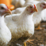 Kevesebb antibiotikum és környezetterhelés, kisebb járványkockázat: ezért számít az állatjólét