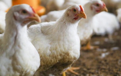 Kevesebb antibiotikum és környezetterhelés, kisebb járványkockázat: ezért számít az állatjólét