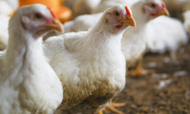 Kevesebb antibiotikum és környezetterhelés, kisebb járványkockázat: ezért számít az állatjólét