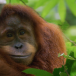 Hollywoodi sztár narrációjával érkezik új természetfilm a Disney+-ra a Föld napja alkalmából