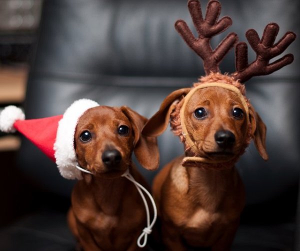 10 aranyos karácsonyi kutya