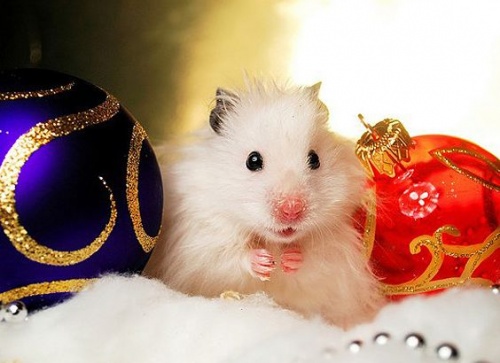 A legaranyosabb karácsonyi állatos képek