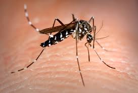 7 egyszerű és hatásos házi praktika szúnyogcsípésre