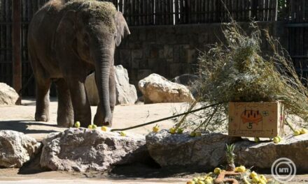 Samut, az ötéves elefántot köszöntötték a budapesti állatkertben .