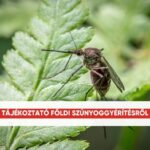 A tartós szárazság és a nagy meleg ellenére is képesek túlélni és szaporodni a szúnyogok