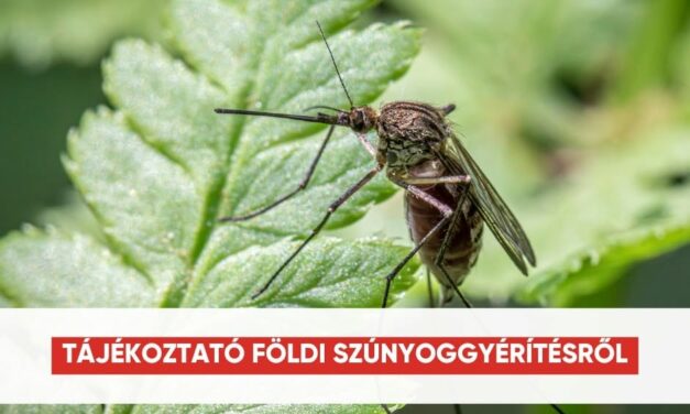 A tartós szárazság és a nagy meleg ellenére is képesek túlélni és szaporodni a szúnyogok