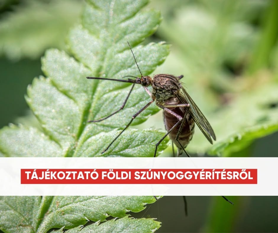 szunyogirtas