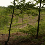 Az erdő sokkal több, mint fa – mit adhat nekünk egy természetközelibb erdőkezelés?