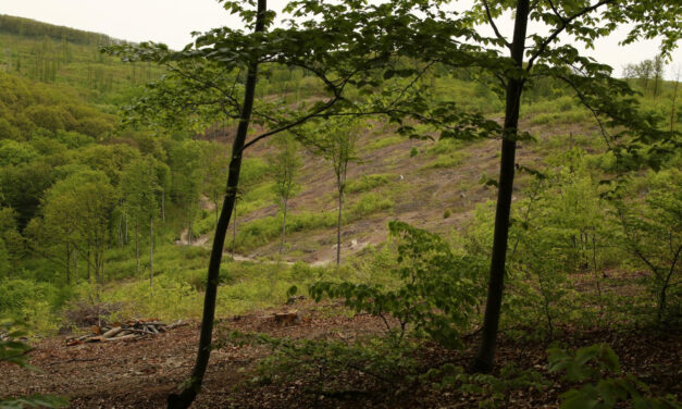 Az erdő sokkal több, mint fa – mit adhat nekünk egy természetközelibb erdőkezelés?
