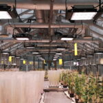 Évszaktól független termelés: már elérhető a hazai technológia az agráriumban