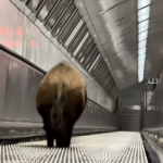 Vaddisznót ütött el a metró a Kossuth téren !
