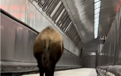 Vaddisznót ütött el a metró a Kossuth téren !