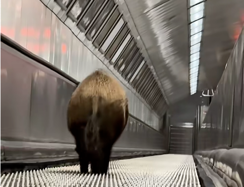 Vaddisznót ütött el a metró a Kossuth téren !
